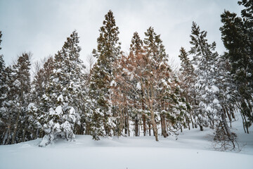 A quiet winter forest with snow-covered pine trees standing tall in fresh white snow. The peaceful scene captures the beauty and calm of nature in the heart of a frozen wilderness.