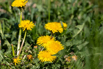 Medicinal plant dandelion: Close-up of Taraxacum sect. Ruderalia in nature