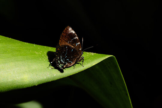Borboletas e mariposas pousadas em folha de planta. 