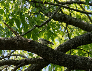 White breasted nuthatch in a tree
