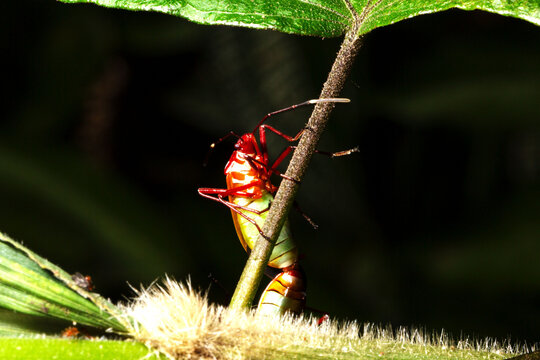 Besouros coloridos pousados em folhas de plantas. 