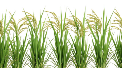 A row of rice plants, slender green blades with grain heads, isolated on transparent background