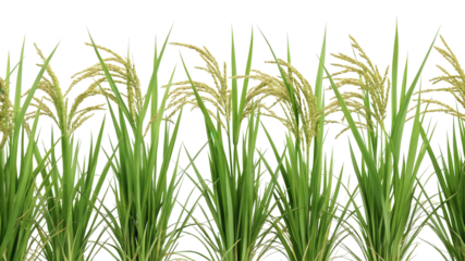 A row of rice plants, slender green blades with grain heads, isolated on transparent background