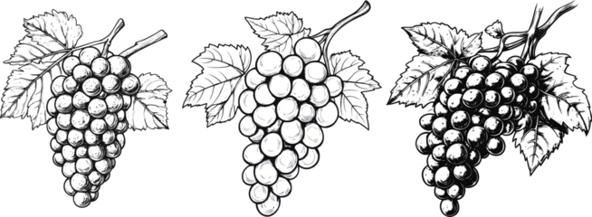 Gordijnen Hand drawn Grapes Illustration in Black and White. © Vector Brush