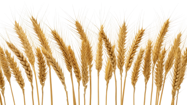 A row of wheat stalks, golden heads swaying upright, isolated on transparent background