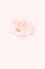 rosa artificiale dai colori tenui su sfondo bianco rosa