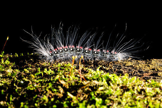 Lagarta de pelos branco. 