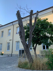 Dry tree in front of yellow building with white windows, green tree growing nearby, contrast between life and withering, tall wild grass, outdoor air-conditioning unit installed near wall
