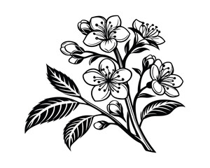Black and White Illustration of Cherry Blossom Branch