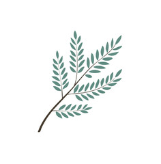 Simple green branch with delicate leaves botanical illustration