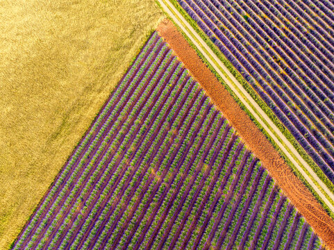 Vue graphique d'un champ de lavande sur le plateau de Valensole