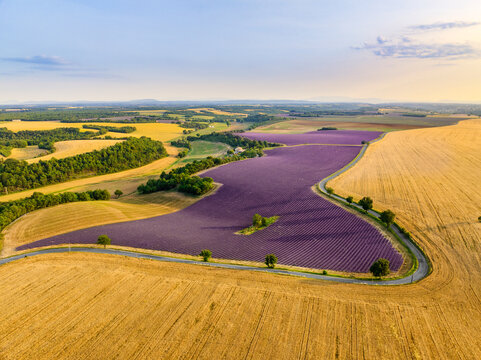 Vue a&eacute;rienne d'un champ de lavande en floraison sur le plateau de Valensole