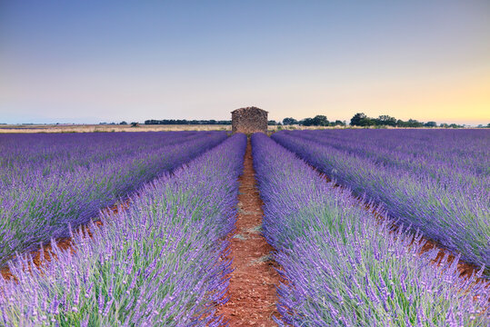Champ de lavande en floraison &agrave; l'heure bleue avec une petite maison en pierre au milieu