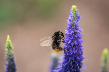 Macro insect honey bee bumblebee with pollen stuck on bloom flower veronica spicata or Ulster Dwarf Blue pollination reproduction process in nature 