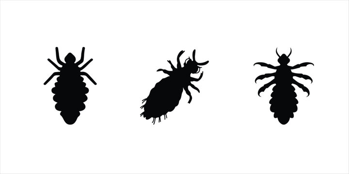 lice insect vector set hand drawn illustration on white background. silhouette vector set.