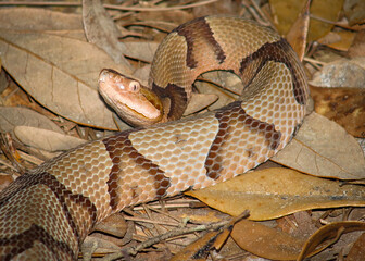 A Southern Copperhead photographed near Millen Georgia. 