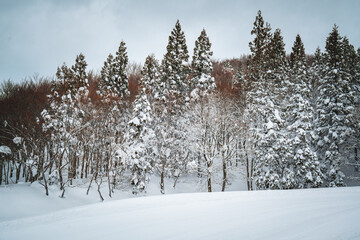 A quiet winter forest with snow-covered pine trees standing tall in fresh white snow. The peaceful scene captures the beauty and calm of nature in the heart of a frozen wilderness.