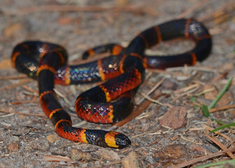 An adult Eastern Coral Snake displays its brilliant colors. Taken in South Georgia. 