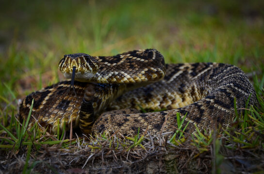 An adult Eastern Diamondback Rattlesnake coiled in defensive posture.  - Powered by Adobe