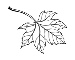 Single Line Drawing of a Detailed Maple Leaf