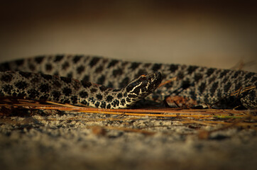 A Dusky Pygmy Rattlesnake looks menacing on a South Georgia road. 