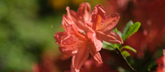 Bright orange rhododendron flower. Blooming. Early summer.