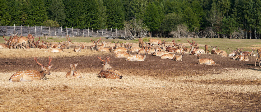 An ecological project to restore the population of spotted deer and their subsequent adaptation to the wild. Aggregation of graceful animals at the edge of the forest on the farm's territory.