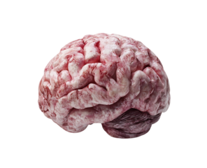 Detailed close up of a human brain.