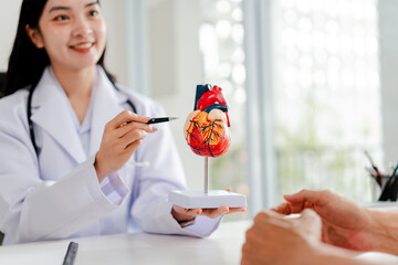 Female doctor uses heart model to give advice on heart disease and heart disease treatment. Cardiologist gives advice and shows an anatomical model of a human heart to an elderly patient while discuss