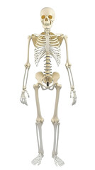 Full Body Human Skeleton Model on White Background