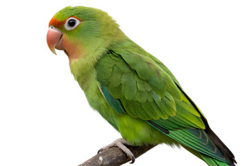 Lovebird bird isolated on transparent background