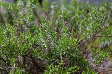 Fresh green lavender leaves outdoors in the garden.
