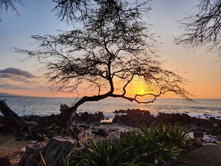 a serene tropical landscape, ocean view, palm trees, lush greenery and distant mountains frame the...