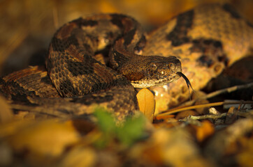 An adult timber rattlesnake test the air in South Georgia near the Okefenokee Swamp. 