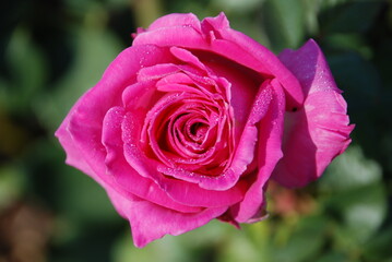 pink rose in garden