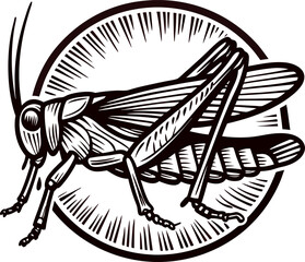 Fototapeta premium Detailed engraved drawing of a grasshopper insect with wings and antennae in vintage illustration