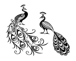 Two Ornate Black Peacocks with Detailed Feathers