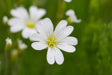 Beautiful close-up of a cerastium arvense flower