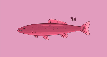 Hand Drawn Pike Fish Vector Illustration.
