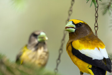 A vibrant male yellow Evening Grosbeak sitting in a feeder with a female bird on the spruce tree with green needles in spring backyard garden.
