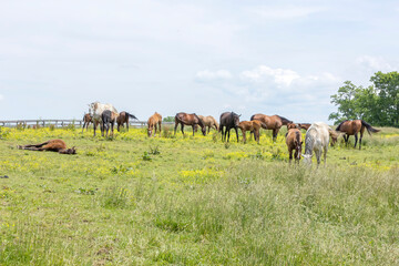 A herd of Thoroughbred mares and foals in a pasture with one foal lying down. 