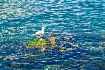 Naklejka premium A seagull perches on a moss-covered rock in the clear blue waters of Kotor Bay, Montenegro. The bird gazes out over the tranquil sea, creating a peaceful coastal scene