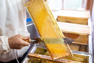 Beekeeper uncapping honeycomb while other frames wait. Beekeeper works with electric knife on...