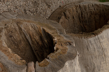 The image shows two cut tree stumps with hollowed centers, revealing intricate textures and...