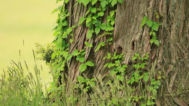 風に揺れる大きな木に寄生する植物の葉