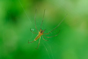 A reed mandible spider on a spider web.
