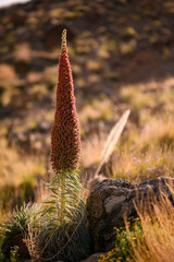Blooming Red Tajinaste (Echium wildpretii) in Teide National Park at Sunset