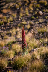 Blooming Red Tajinaste (Echium wildpretii) in Teide National Park at Sunset