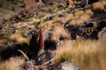 Blooming Red Tajinaste (Echium wildpretii) in Teide National Park at Sunset