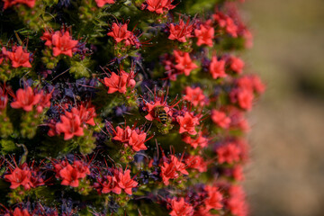 Blooming Red Tajinaste (Echium wildpretii) in Teide National Park at Sunset